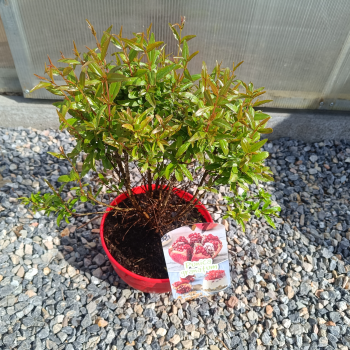 Punica granatum (Granátové jablko) - kont.C2,6L, výška 30-40 cm - BONSAJ (DECO MISA)